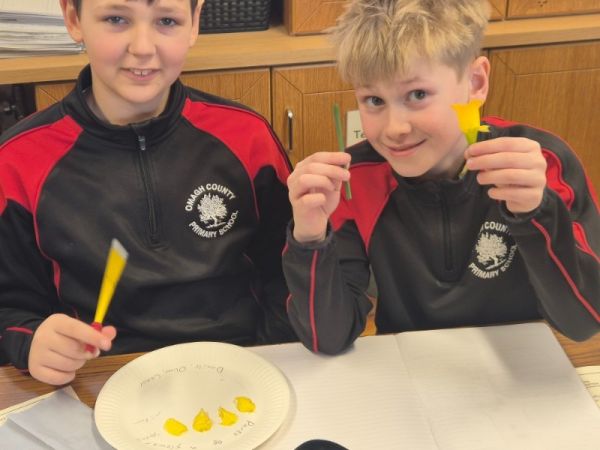 Year 7 dissect Daffodils!